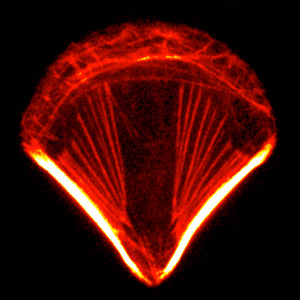 Cytomorpholab – PHYSICS OF CYTOSKELTON & MORPHOGENESIS